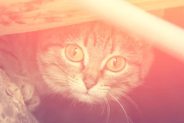 Cute, striped and gray cat — Stock Photo, Image