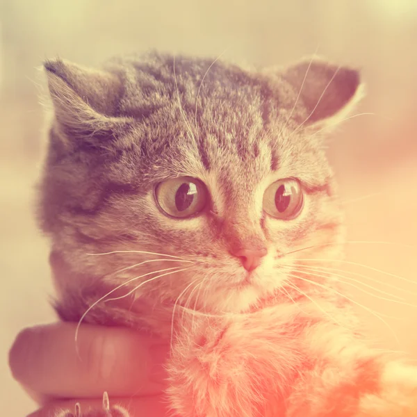 Серый, полосатый котенок с зелеными глазами — стоковое фото