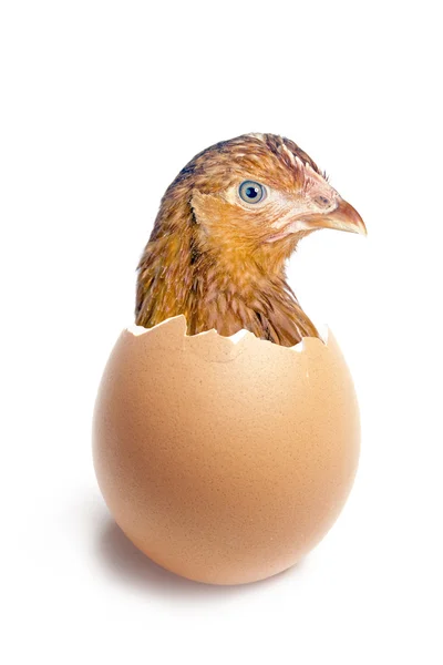 Galinha olhando de casca de ovo quebrada — Fotografia de Stock