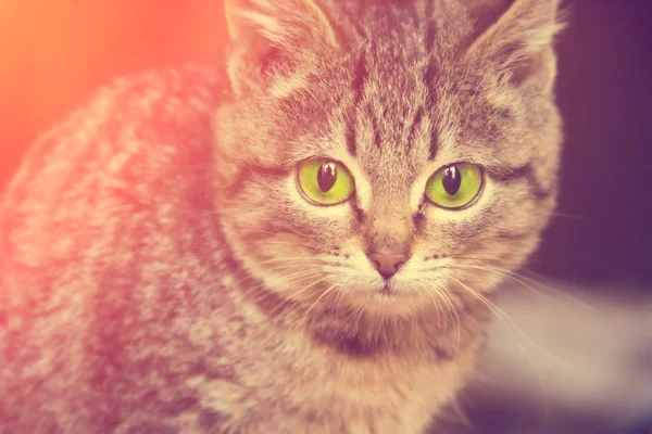 Gatinho cinzento, listrado com olhos verdes — Fotografia de Stock