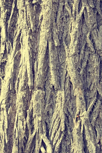 Grå bark av gamla träd — Stockfoto
