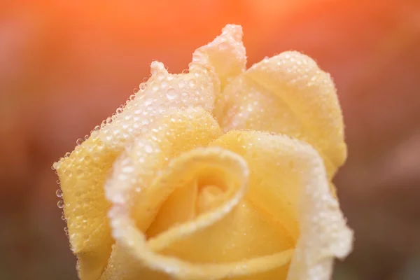 Pétalos de rosa con gotas de rocío — Foto de Stock