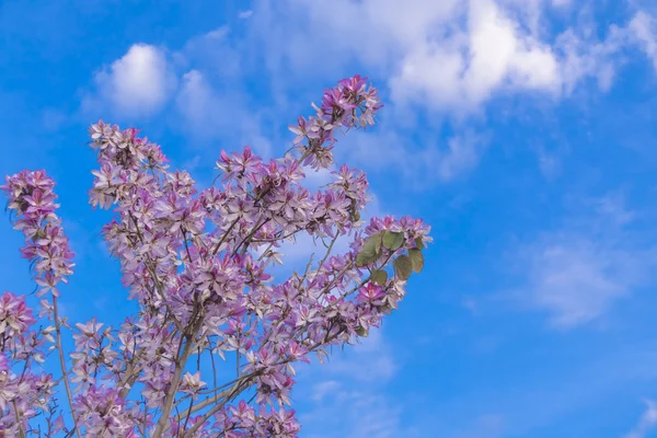 Hermosas ramas de árboles florecientes — Foto de Stock