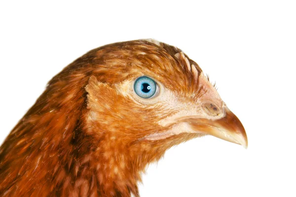Rote Henne blickt in die Kamera — Stockfoto