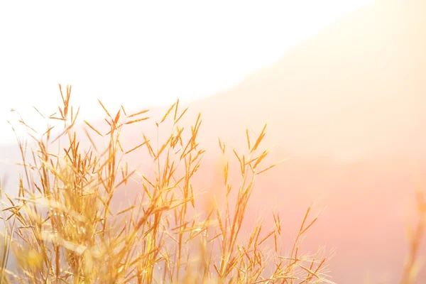 Prato erba al sole del mattino — Foto Stock