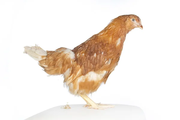 Rote Henne bleibt auf Kopfkissen — Stockfoto