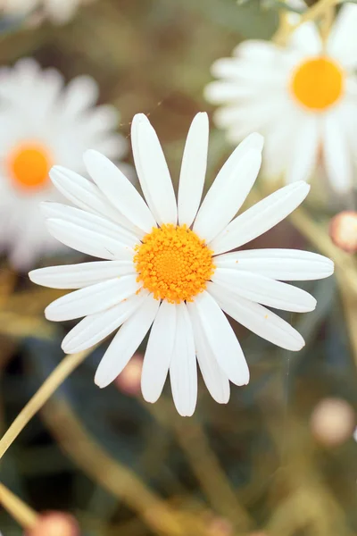 Pittoreska söta daisy blomman — Stockfoto