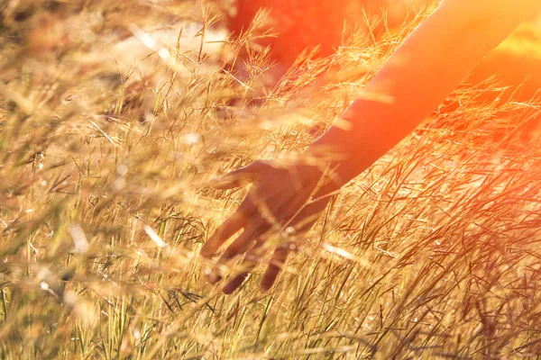 人間の手と牧草地の草 — ストック写真