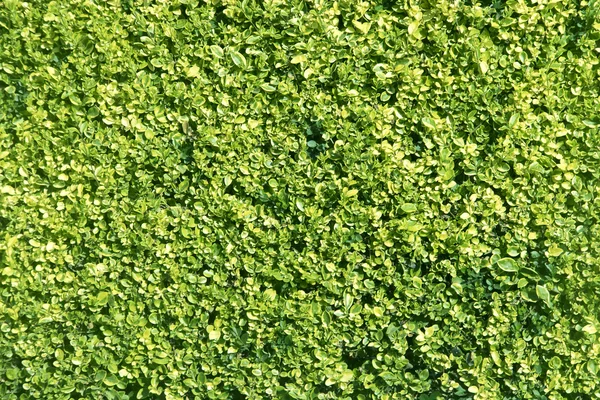 Grüne Oberfläche des Lebendzauns — Stockfoto