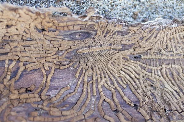 Termitler kortekste tarafından yapılan parça