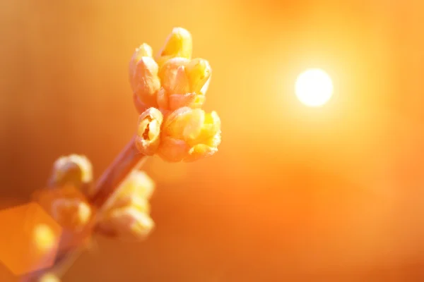 Bourgeons florissants de printemps sur la branche — Photo