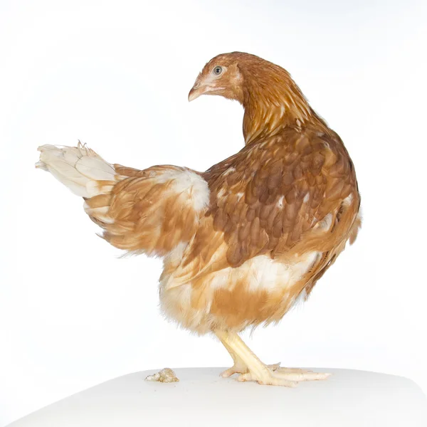 Rote Henne bleibt auf Kopfkissen — Stockfoto