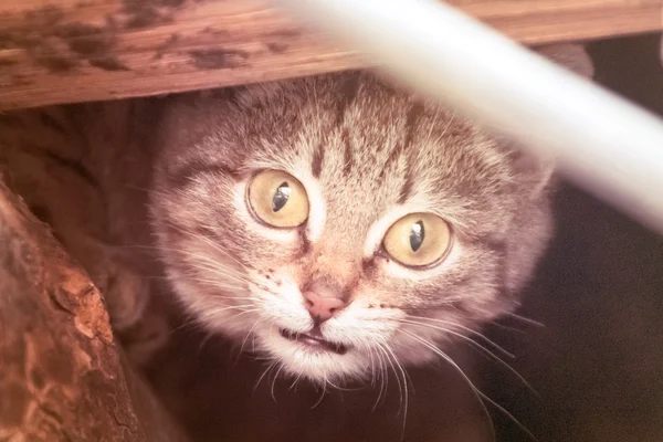 Gato lindo, rayado y gris —  Fotos de Stock