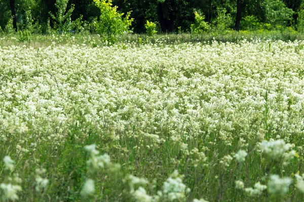 Prairie avec des fleurs et de la forêt sur le fond — Photo