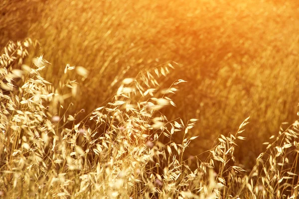 Herbe de prairie au soleil du matin — Photo