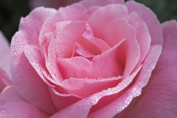 Pétalos de rosa con gotas de rocío —  Fotos de Stock