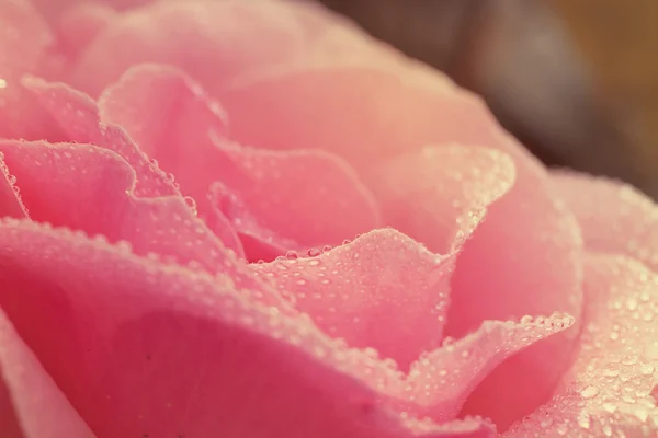 Pétalos de rosa con gotas de rocío — Foto de Stock