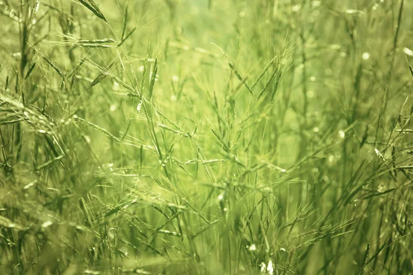 Meadow grass in morning sun — Stock Photo, Image