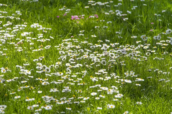 Picturesque chamomile field — Stock Photo, Image
