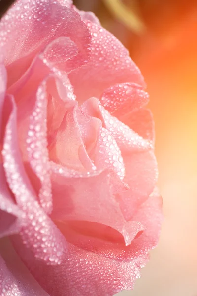 Bei petali di fiore di rosa — Foto Stock