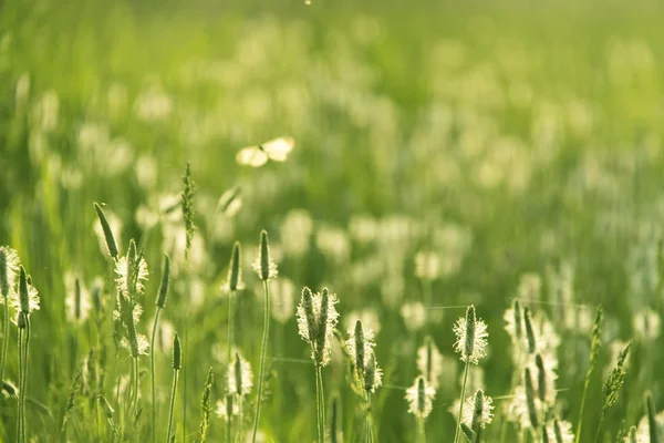 Λευκά άνθη και πράσινο γρασίδι — Φωτογραφία Αρχείου