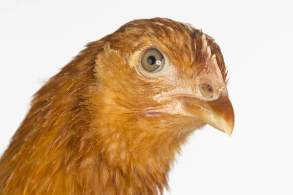 Red hen looking at camera — Stock Photo, Image