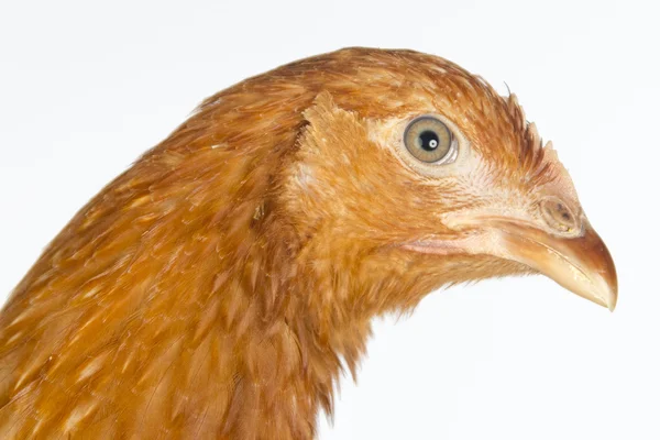 Red hen looking at camera — Stock Photo, Image