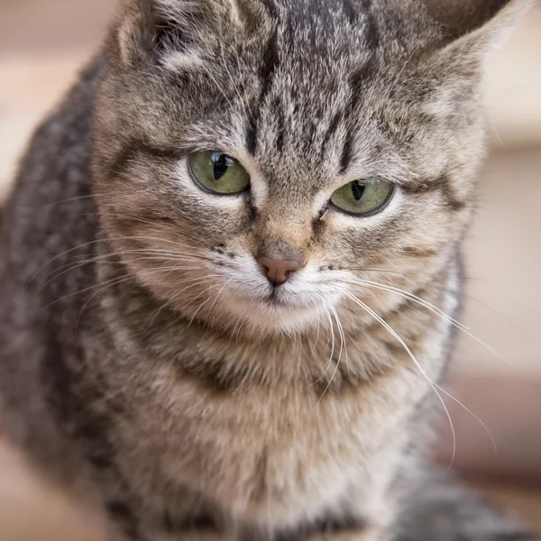 Gatinho cinzento, listrado com olhos verdes — Fotografia de Stock