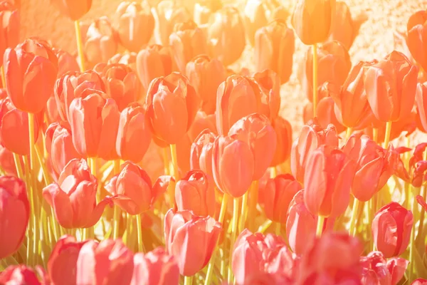 Tulipes colorées, belles fleurs — Photo