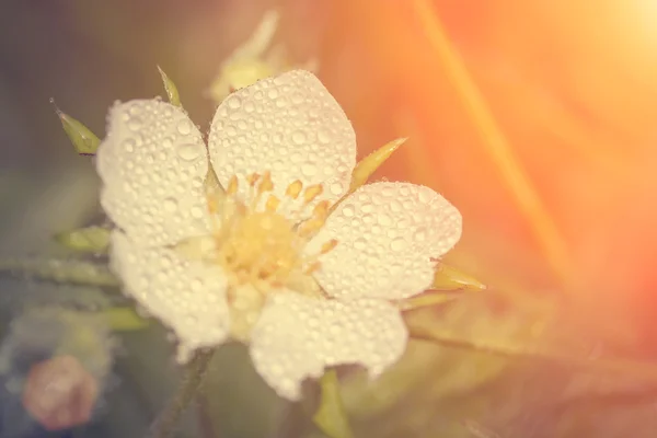 Краплі роси на полуниці — стокове фото