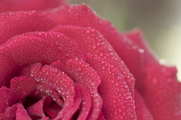 Hermosos pétalos de flor de rosa —  Fotos de Stock