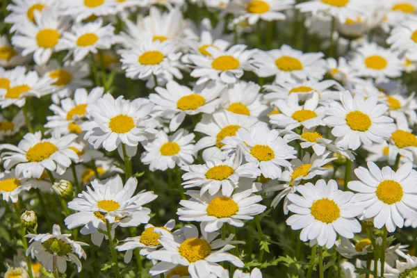 Picturesque chamomile field — Stock Photo, Image