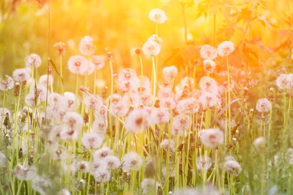 Pré pittoresque avec des pissenlits blancs — Photo