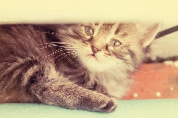 Pequeno gatinho brincando dentro de casa — Fotografia de Stock