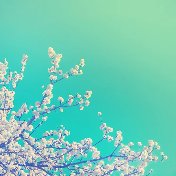 Floração ramo maçã-árvore branca — Fotografia de Stock