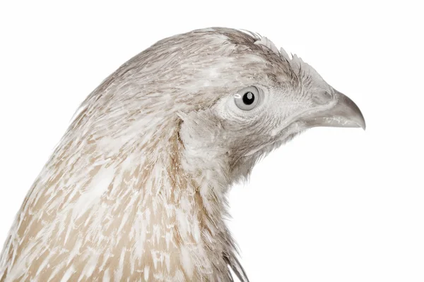 Weiße Henne blickt in die Kamera — Stockfoto