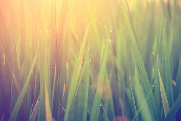 Hojas de hierba con gotas de rocío — Foto de Stock