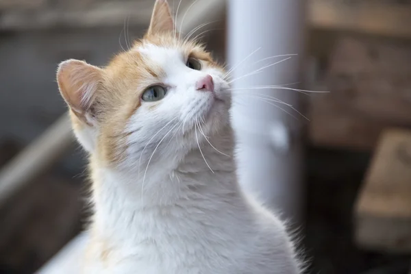 Vermelho e branco gato jogando dentro de casa — Fotografia de Stock