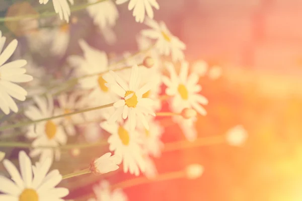 Pittoreschi fiori di margherita carino — Foto Stock