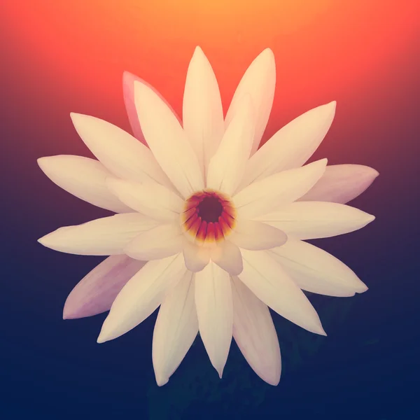 Flor de lírio branco na água — Fotografia de Stock