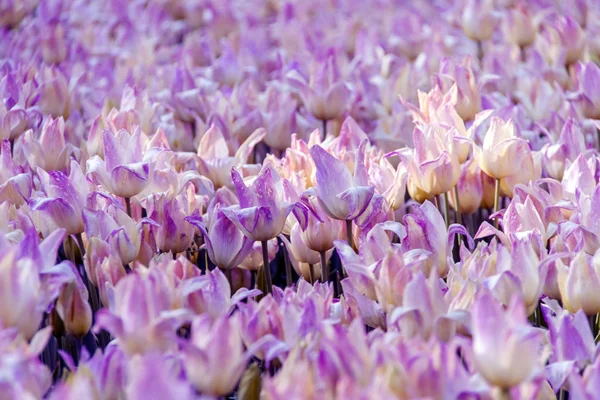 Барвисті, красиві квітучі тюльпани — стокове фото