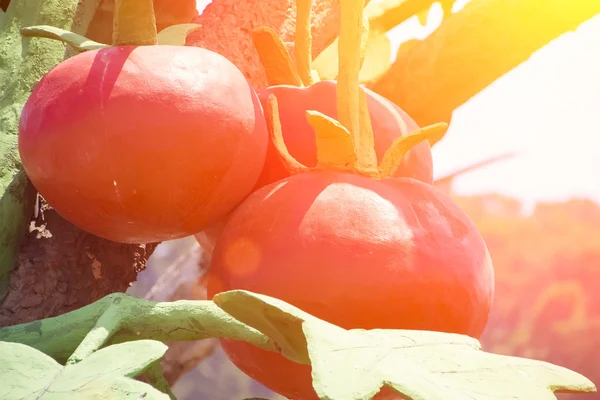 Sculpture of huge tomatoes — Stock Photo, Image