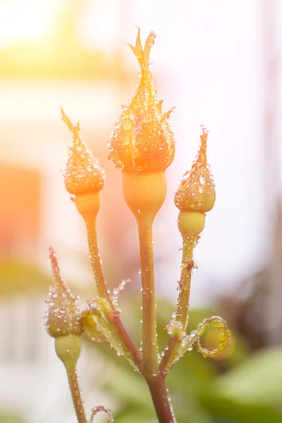 Rose buds with drops of dew — Stock Photo, Image