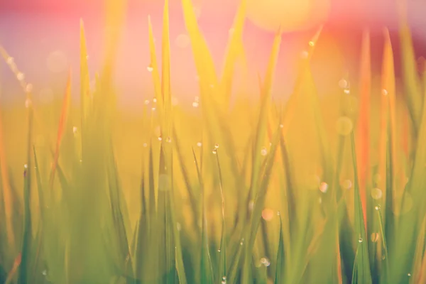 Lames d'herbe avec gouttes de rosée — Photo