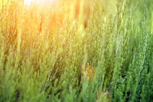 Herbe de prairie au soleil du matin — Photo