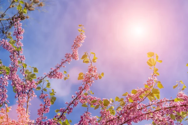 Hermosas ramas de árboles florecientes — Foto de Stock