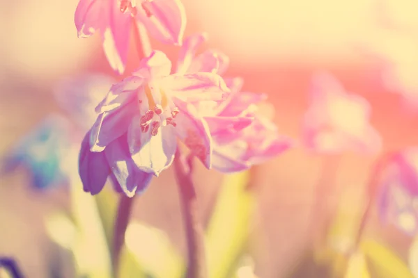 Azul primeira primavera flores — Fotografia de Stock
