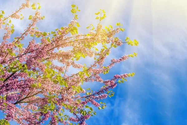 Hermosas ramas de árboles florecientes — Foto de Stock