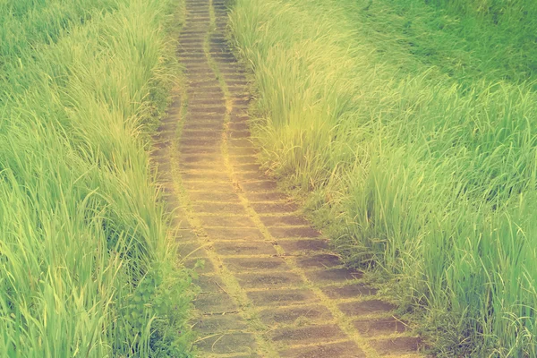 Camino en el pintoresco prado — Foto de Stock