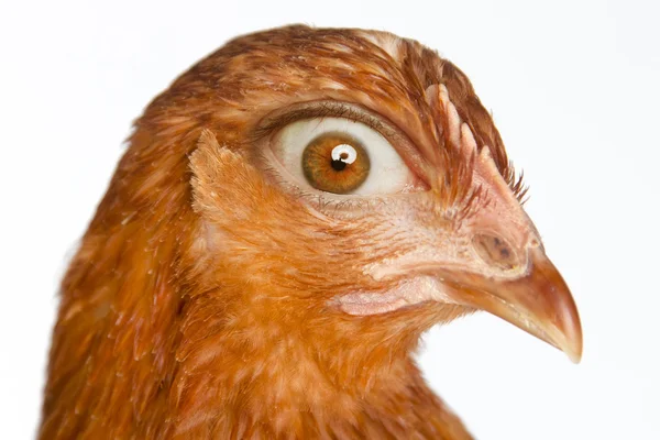 Red hen with human eye — Stock Photo, Image
